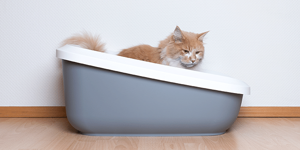 Cat constipated sales for 3 days